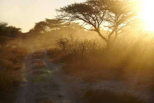 Staubige trockene Ebene und beleuchtete Bäume bei Sonnenuntergang, Namibia, Afrika - CUF03885