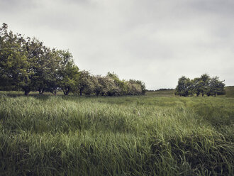 Bedeckte Landschaft mit langen grünen Gräsern und Baumreihen, Hamburg, Deutschland - CUF03890