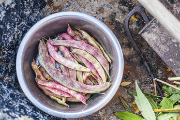 Borlotti-Bohnen im Eimer, Draufsicht - CUF03892