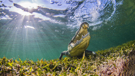 Saltwater Crocodile, underwater view, Chinchorro Banks, Mexico - CUF03897