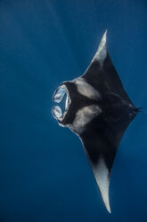 Reef Manta, underwater view, Socorro, Mexico - CUF03899