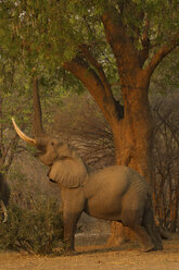 Elefantenbulle (Loxodonta africana) beim Fressen von Baumblättern, Mana Pools National Park, Simbabwe - CUF03905