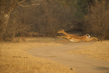 Weibliches Impala (Aepyceros melampus) springt in der Luft über einen Feldweg, Mana Pools National Park, Simbabwe - CUF03906