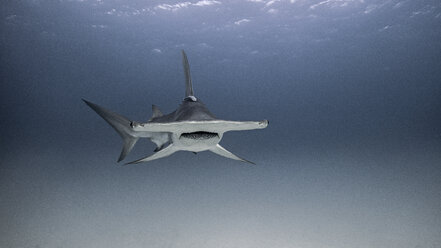 Unterwasseransicht eines Hammerhais - CUF03929