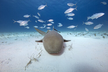 Unterwasseransicht von Fischen, die über den Meeresboden schwimmen - CUF03933