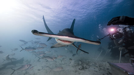 Underwater view male underwater photographer, photographing of hammerhead shark - CUF03982