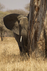 Porträt eines afrikanischen Buschelefanten (Loxodonta africana), Tarangire-Nationalpark, Tansania, Afrika - ISF00969