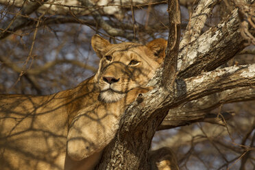 Porträt eines Löwen (Panthera leo), der sich in einem Baum ausruht, Tarangire National Park, Tansania, Afrika - ISF00971