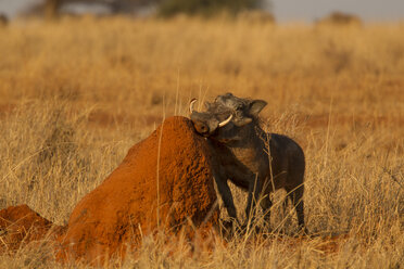 Portrait of warthog (Phacochoerus aethiopicus), Tarangire National Park, Tanzania, Africa - ISF00973