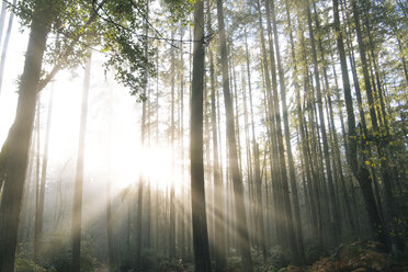 Sonnenlicht, das durch Bäume im Wald scheint, Bainbridge, Washington, USA - ISF01007