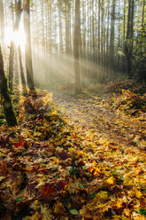 Sonnenlicht, das durch Bäume im Wald scheint, Bainbridge, Washington, USA - ISF01009