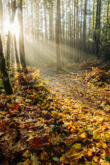 Sonnenlicht, das durch Bäume im Wald scheint, Bainbridge, Washington, USA - ISF01009