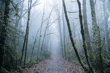 Pathway through forest, Bainbridge, Washington, USA - ISF01011