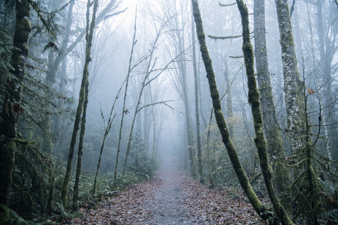 Weg durch den Wald, Bainbridge, Washington, USA - ISF01011