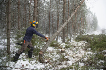 Holzfäller schiebt Baum, Tammela, Forssa, Finnland - CUF04659