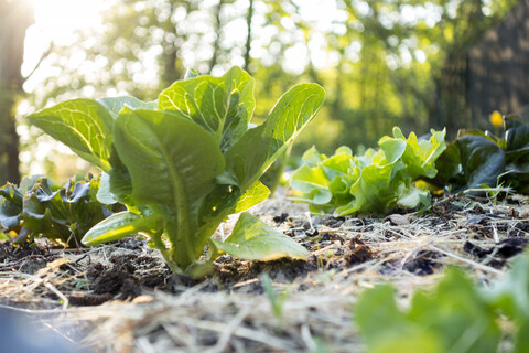 Biologischer Gartenbau, Salat auf gemulchtem Beet, lizenzfreies Stockfoto