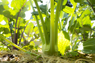 Organic gardening, Kohlrabi plant - NDF00755