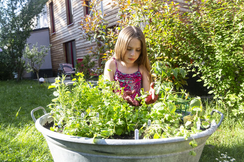 Mädchen pflanzt Kräuter in Zinkwanne im Garten - SARF03737