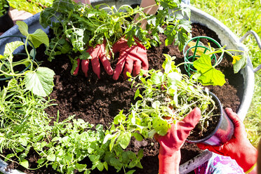 Boy and girl planting herbs in zinc tub in the garden, partial view - SARF03739