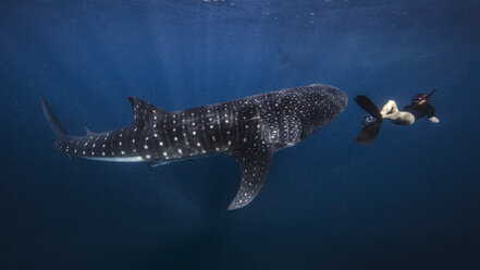 Diver swimming with Whale Shark, underwater view, Cancun, Mexico - CUF04936