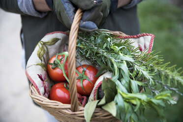 Ausgeschnittene Aufnahme einer Gärtnerin, die einen Korb mit gepflückten Tomaten und Frühlingsgemüse hält - CUF05246