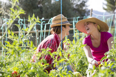 Zwei junge Gärtnerinnen lachen bei der Pflege von Tomatenpflanzen auf einem Biohof - CUF05410