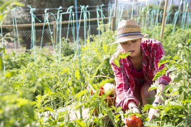 Young female gardener tending tomato plants on organic farm - CUF05411