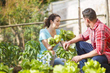 Ein Bauernpaar pflückt Salat auf einem Biohof - CUF05413