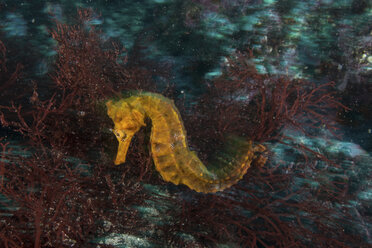 Seepferdchen an Korallen, Seymour, Galapagos, Ecuador, Südamerika - ISF01327