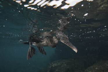 Unterwasseransicht eines flugunfähigen Kormorans auf der Suche nach Beute unter der Wasseroberfläche, Seymour, Galapagos, Ecuador, Südamerika - ISF01328