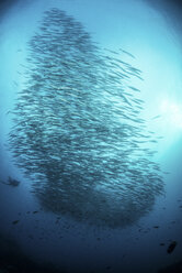 School of barracuda fish, Seymour, Galapagos, Ecuador, South America - ISF01330
