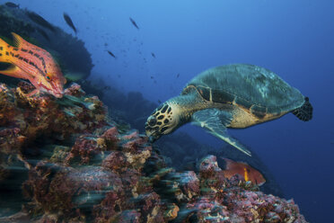 Schildkröte und Karettfisch beim Fressen an einer Koralle, Seymour, Galapagos, Ecuador, Südamerika - ISF01331