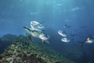 Underwater view of turtle and jack fish, Seymour, Galapagos, Ecuador, South America - ISF01332