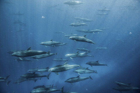 Große Gruppe von Großen Tümmlern, Seymour, Galapagos, Ecuador, Südamerika, lizenzfreies Stockfoto