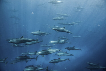 Große Gruppe von Großen Tümmlern, Seymour, Galapagos, Ecuador, Südamerika - ISF01333