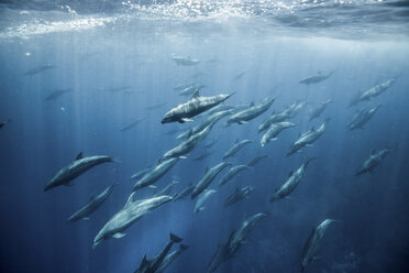 Large group of bottlenose dolphins, Seymour, Galapagos, Ecuador, South America - ISF01334