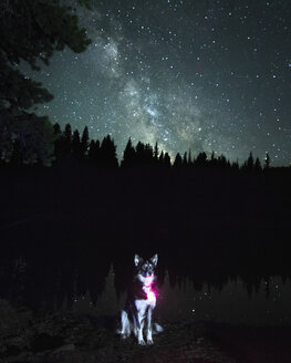 Porträt eines Hundes vor einer Milchstraßengalaxie, Nickel Plate Provincial Park, Penticton, British Columbia, Kanada - ISF01367