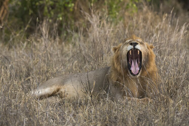 Löwe (Panthera leo), geöffnetes Maul, Tsavo, Kenia, Afrika - ISF01377