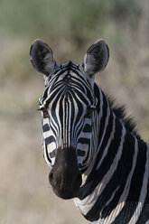 Porträt des Gemeinen Zebras (Equus quagga) Tsavo, Kenia, Afrika - ISF01378