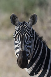 Portrait of Common zebra (Equus quagga) Tsavo, Kenya, Africa - ISF01378