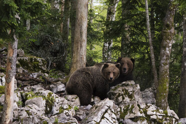 Zwei europäische Braunbären (Ursus arctos), Markovec, Gemeinde Bohinj, Slowenien, Europa - ISF01381