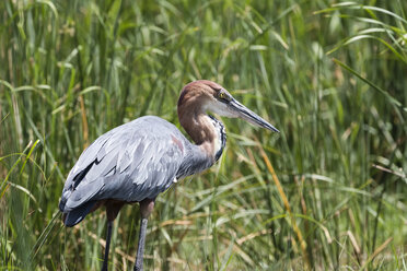 Goliath-Reiher (Ardea goliath), Tsavo, Kenia, Afrika - ISF01382