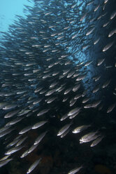 Sardinenschwarm, Seymour, Galapagos, Ecuador, Südamerika - ISF01410