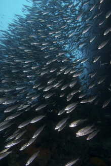 Shoal of sardines, Seymour, Galapagos, Ecuador, South America - ISF01410