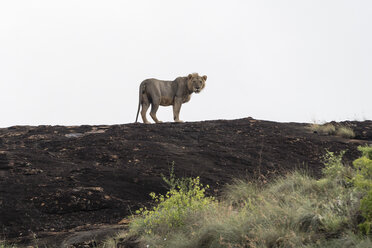 Porträt eines männlichen Löwen mit kurzer Mähne (Panthera leo) auf einem Kopje, bekannt als Löwenfelsen im Lualenyi-Reservat, Tsavo, Kenia - ISF01443