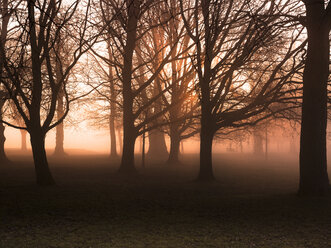 Kahle Bäume im nebligen Park bei Sonnenaufgang - CUF05858