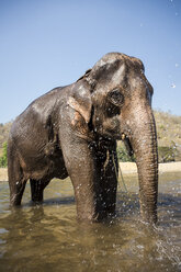 Elefant kühlt sich im Fluss im Tierschutzgebiet ab, Chiang Mai, Thailand - CUF05869