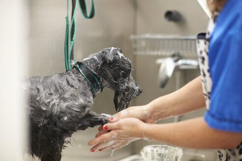 Frau wäscht Hund in Zoohandlung - CUF06009