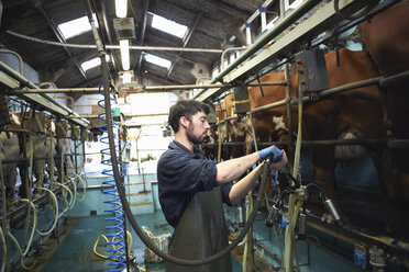 Landwirt beim Melken von Kühen in einem Milchviehbetrieb, mit Melkmaschinen - CUF06014