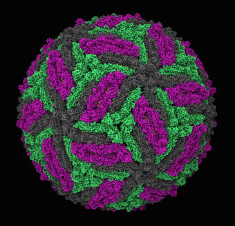 Molekulares Modell des Zika-Virus-Kapsids - CUF06129